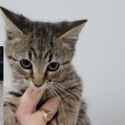 Susan Kittens: Tina (fka Kitten 4)