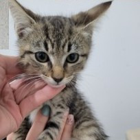 Susan Kittens: Leo (fka Kitten 1)