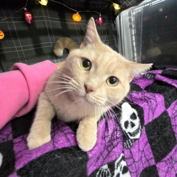 Pheard Again thumbnail 2