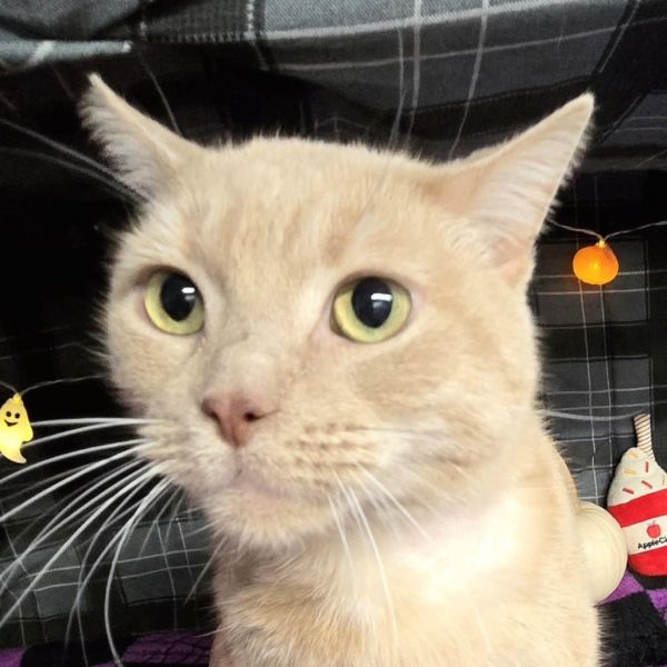 Pheard Again thumbnail 3