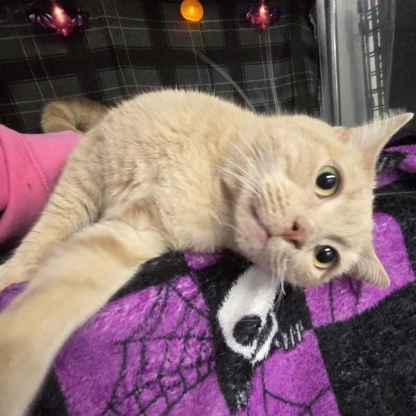 Pheard Again thumbnail 4