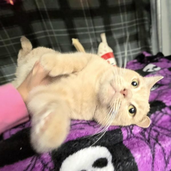 Pheard Again thumbnail 5