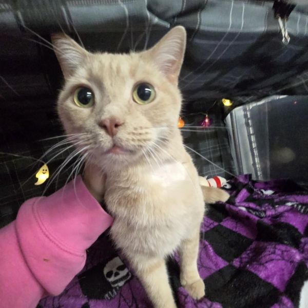 Pheard Again thumbnail 6