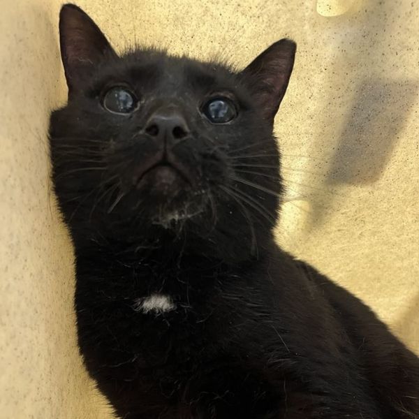 Crankshaft thumbnail 2