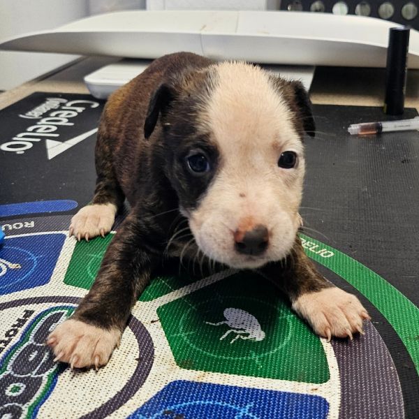 Red Velvet thumbnail 2