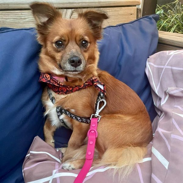 Gracie Loo MaGoo (Benefactor Dog)