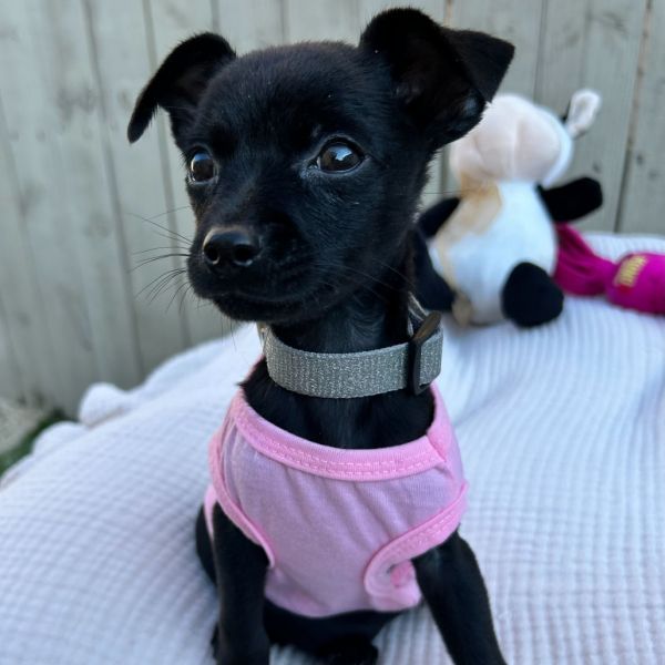 Nova Star (Benefactor Dog)