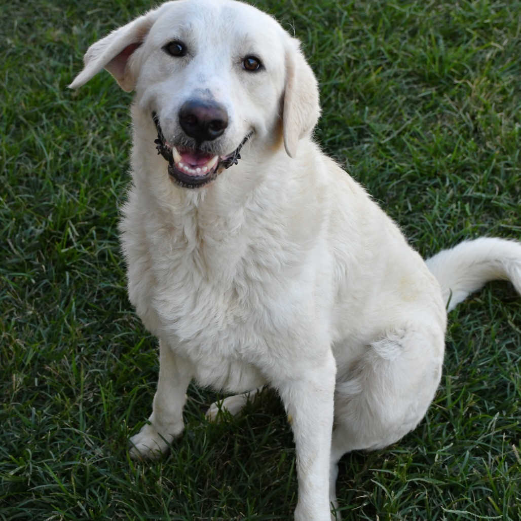 Albert, an adoptable Affenpinscher in Beaumont, TX, 77703 | Photo Image 1