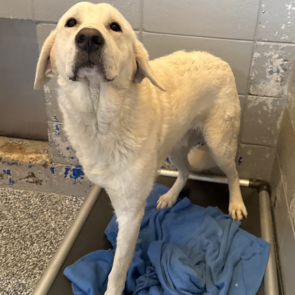 Albert, an adoptable Affenpinscher in Beaumont, TX, 77703 | Photo Image 2