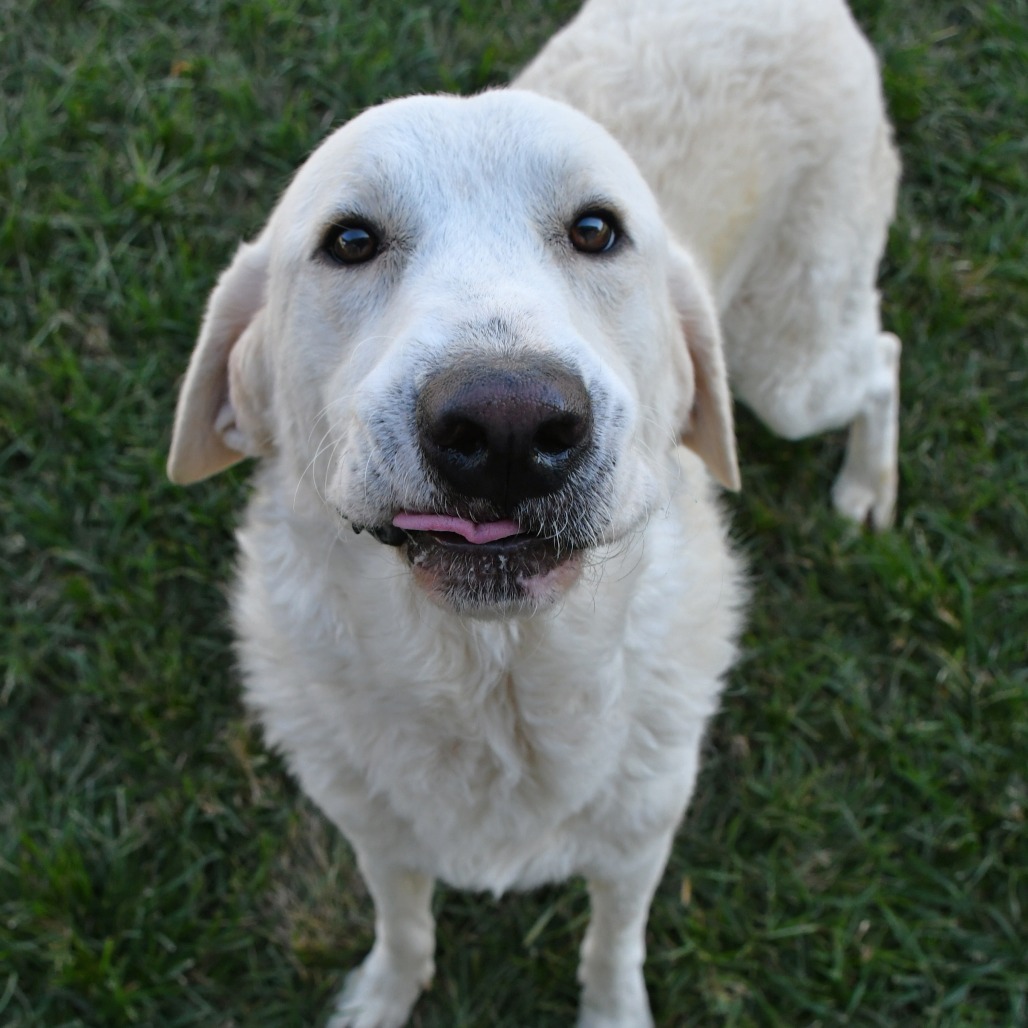 Albert, an adoptable Affenpinscher in Beaumont, TX, 77703 | Photo Image 4