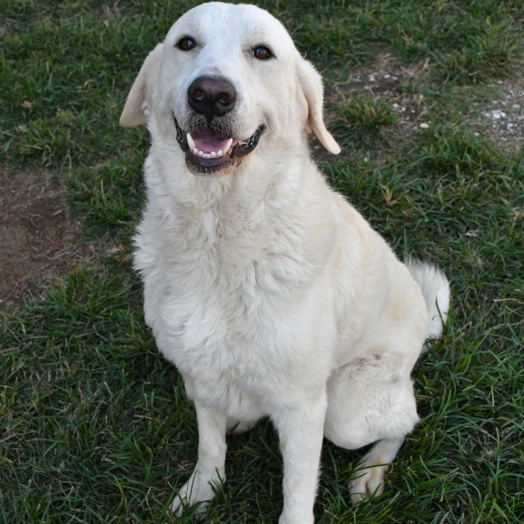 Albert, an adoptable Affenpinscher in Beaumont, TX, 77703 | Photo Image 5