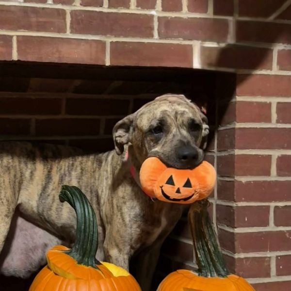 Precious (now Rosie)