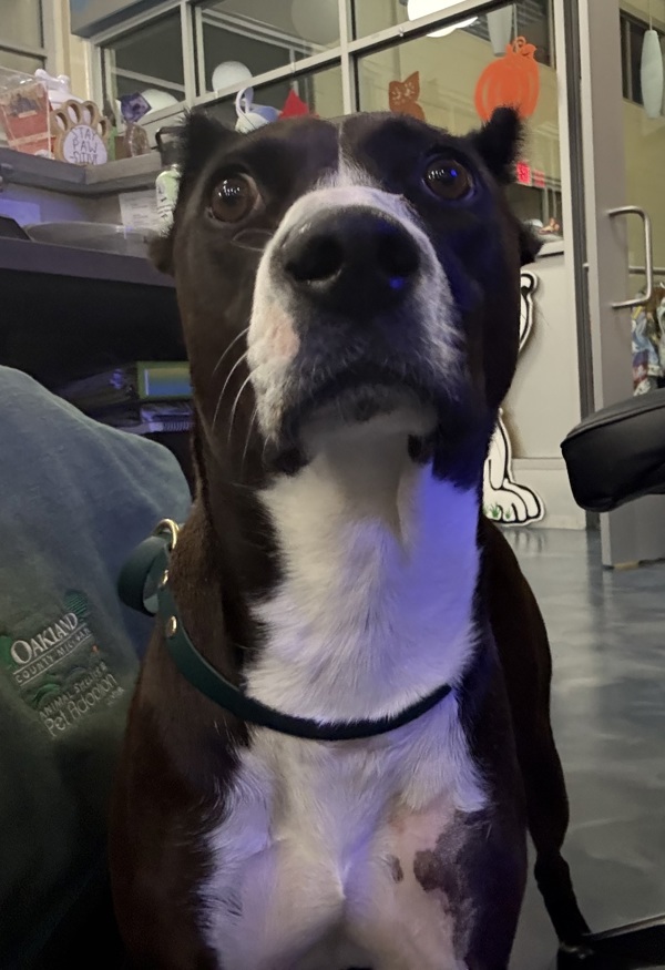 Darian Hw+ thumbnail 5