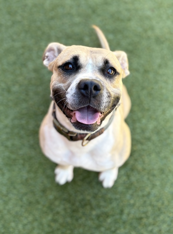 Elara/hw+***needs Rv Still**