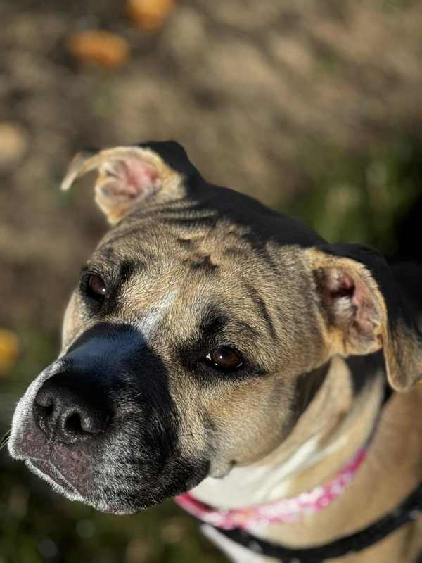 Elarahw+ thumbnail 3