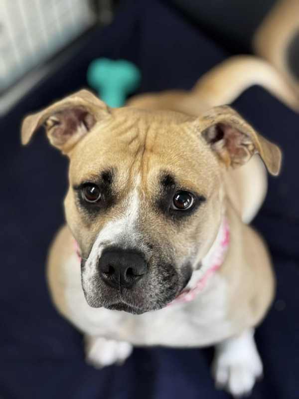 Elarahw+ thumbnail 4