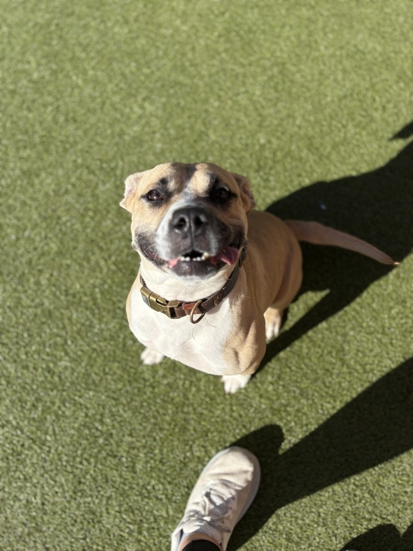 Elarahw+ thumbnail 5