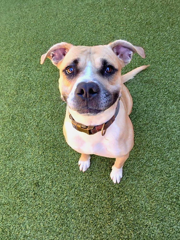 Elarahw+ thumbnail 6