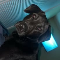 Tucker Razzle thumbnail 3