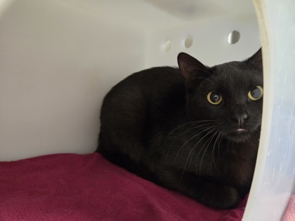 Plethora [WORKING CAT]