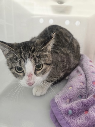 Plenty [WORKING CATS]