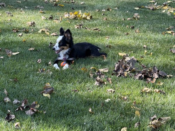 Zz_kora_courtesy thumbnail 2