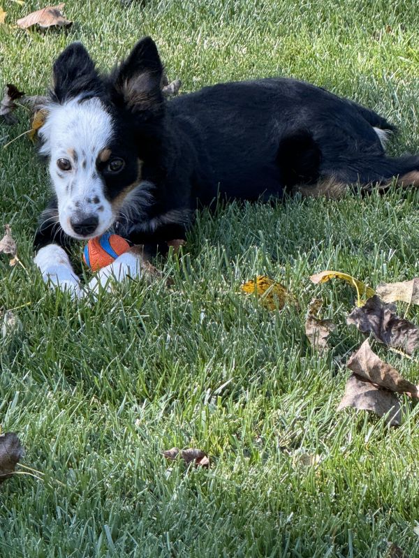 Zz_kora_courtesy thumbnail 3