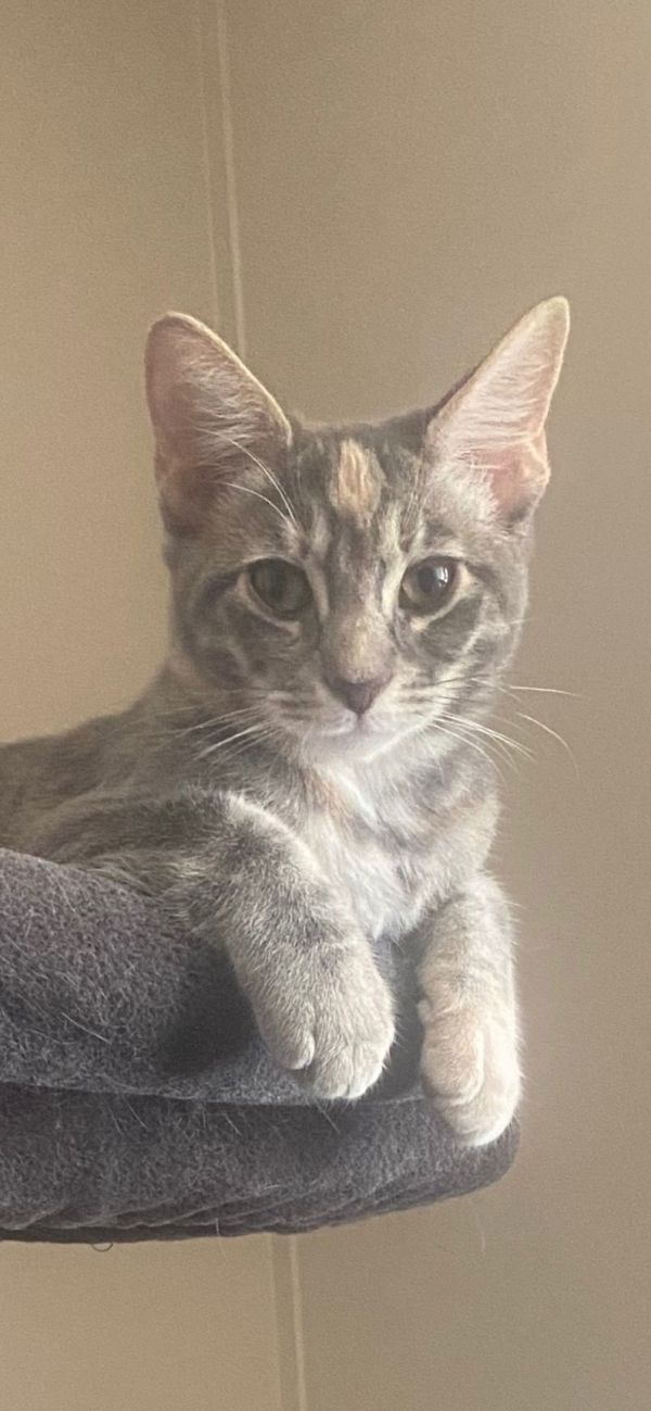 Jellybean thumbnail 2