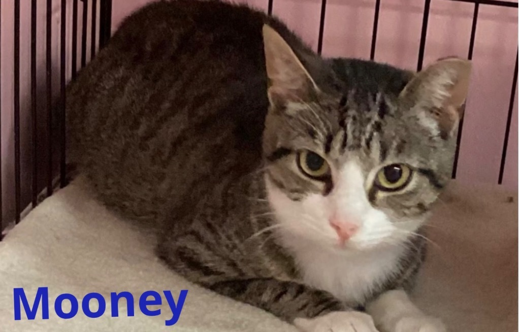 MOONEY