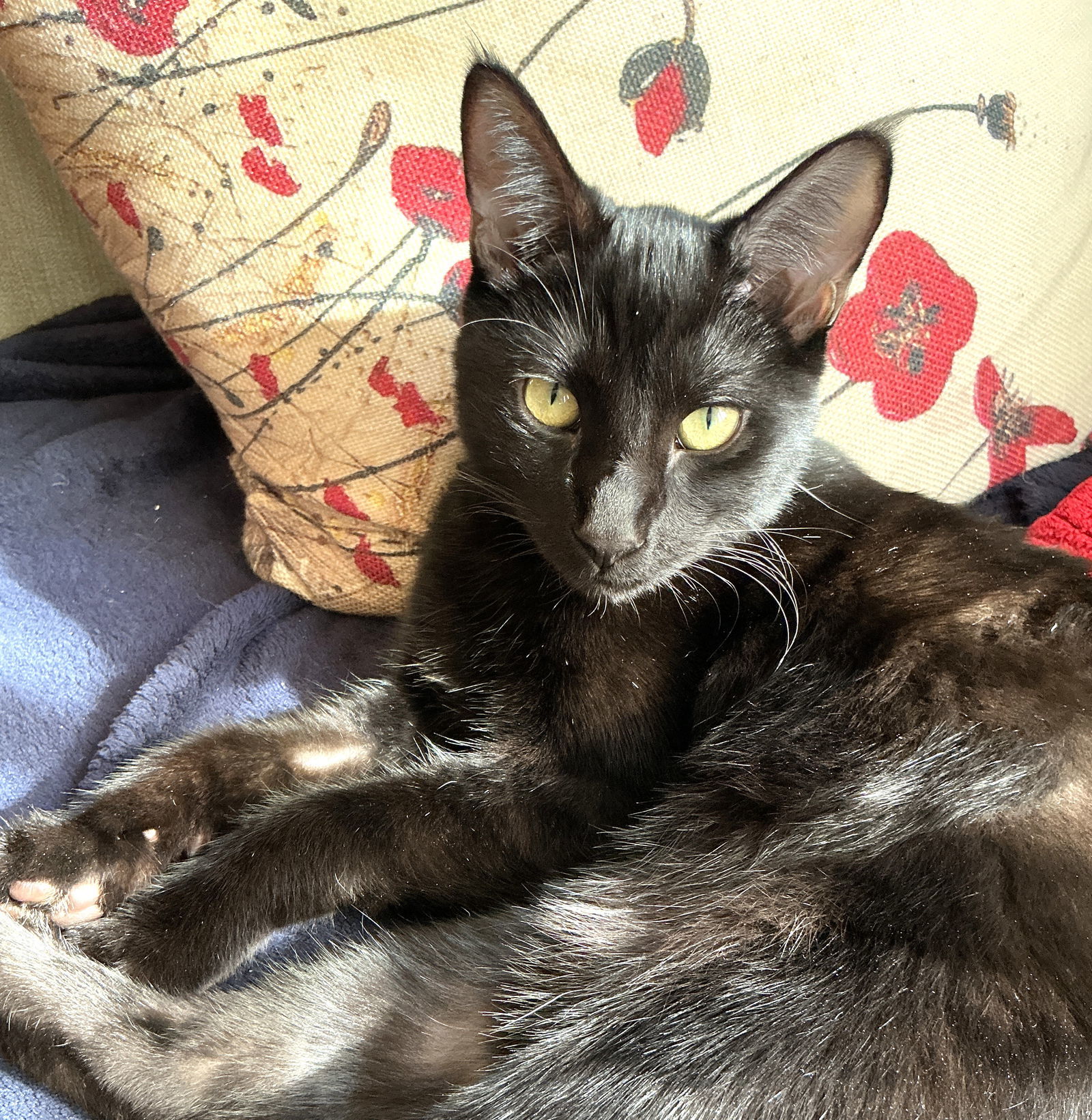 Gelato (bonded to Froyo)