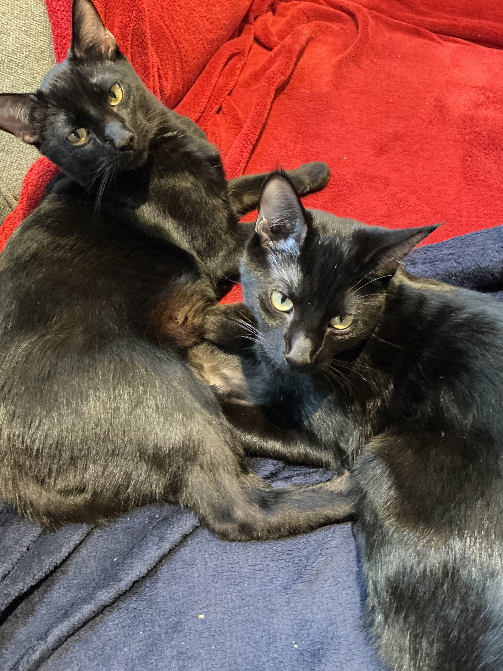 Gelato (bonded to Froyo)