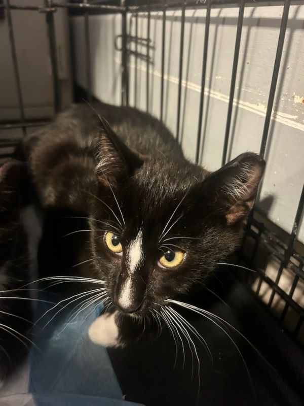 Sebastion Syosset photo 1