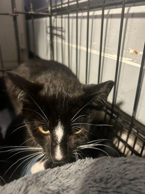 Sebastion Syosset thumbnail 2