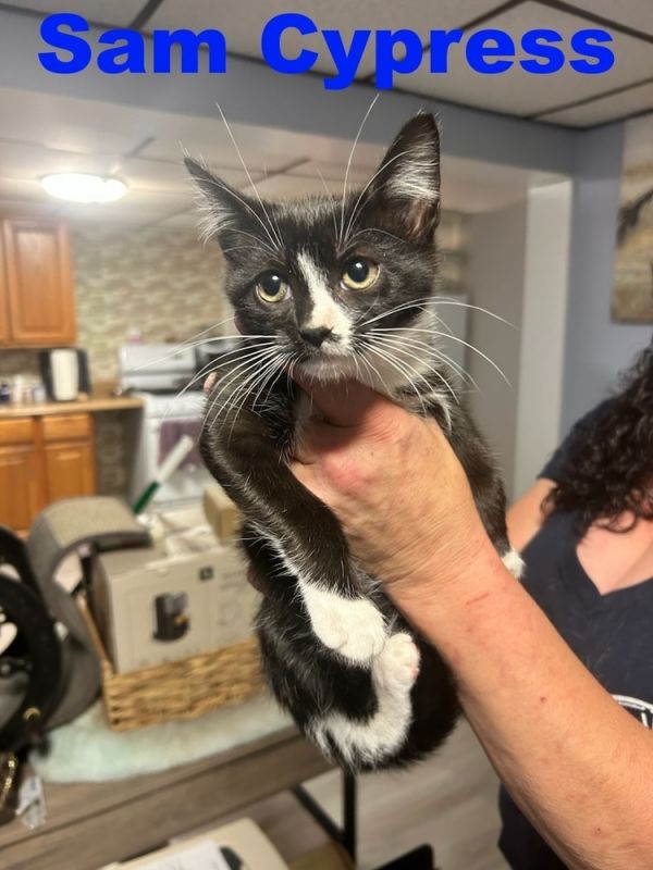 Sam Cypress thumbnail 2