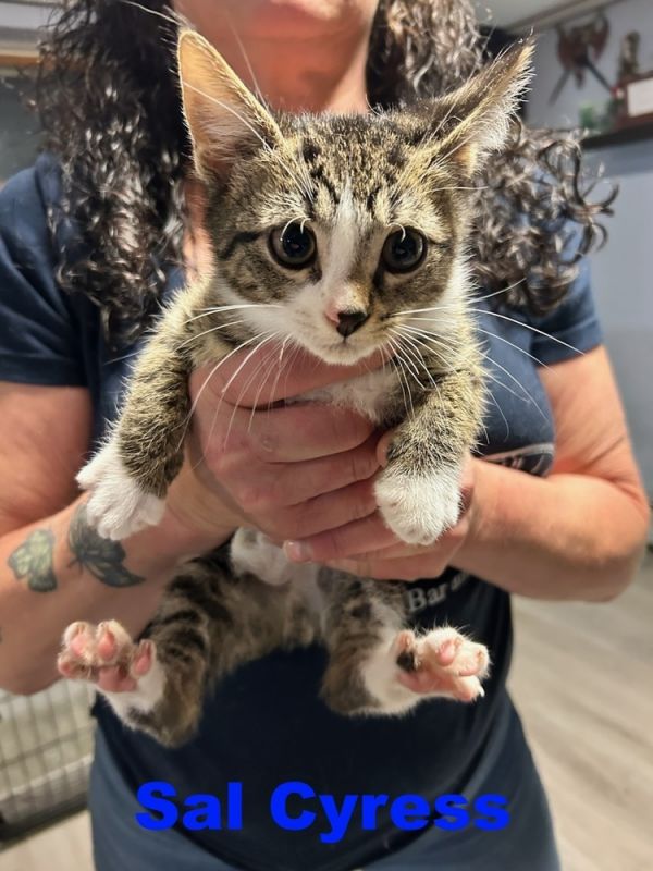 Sal Cypress thumbnail 2