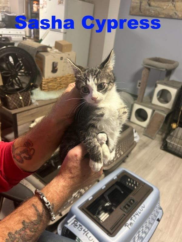 Sasha Cypress photo 1