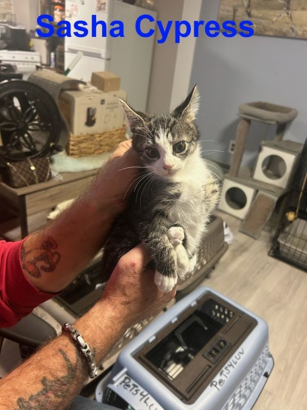 Sasha Cypress thumbnail 2