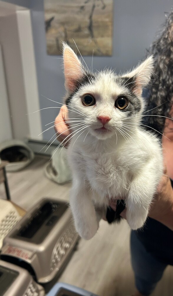 Spanky Cypress photo 1