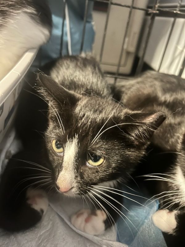 Shiloh Syosset photo 1