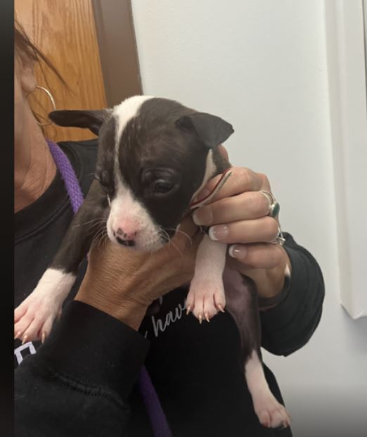 Gingerbread thumbnail 2