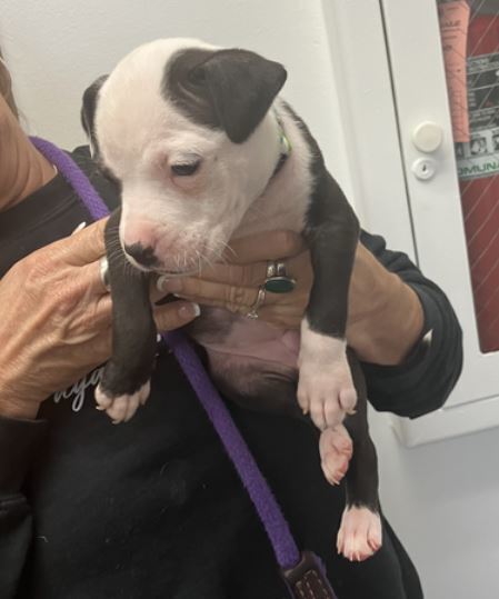 Peppermint thumbnail 2