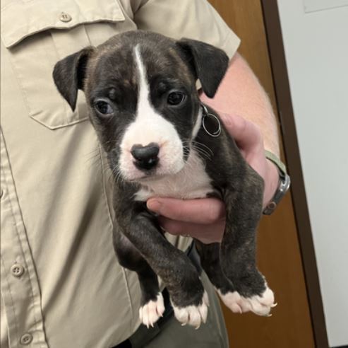 Avalanche thumbnail 2