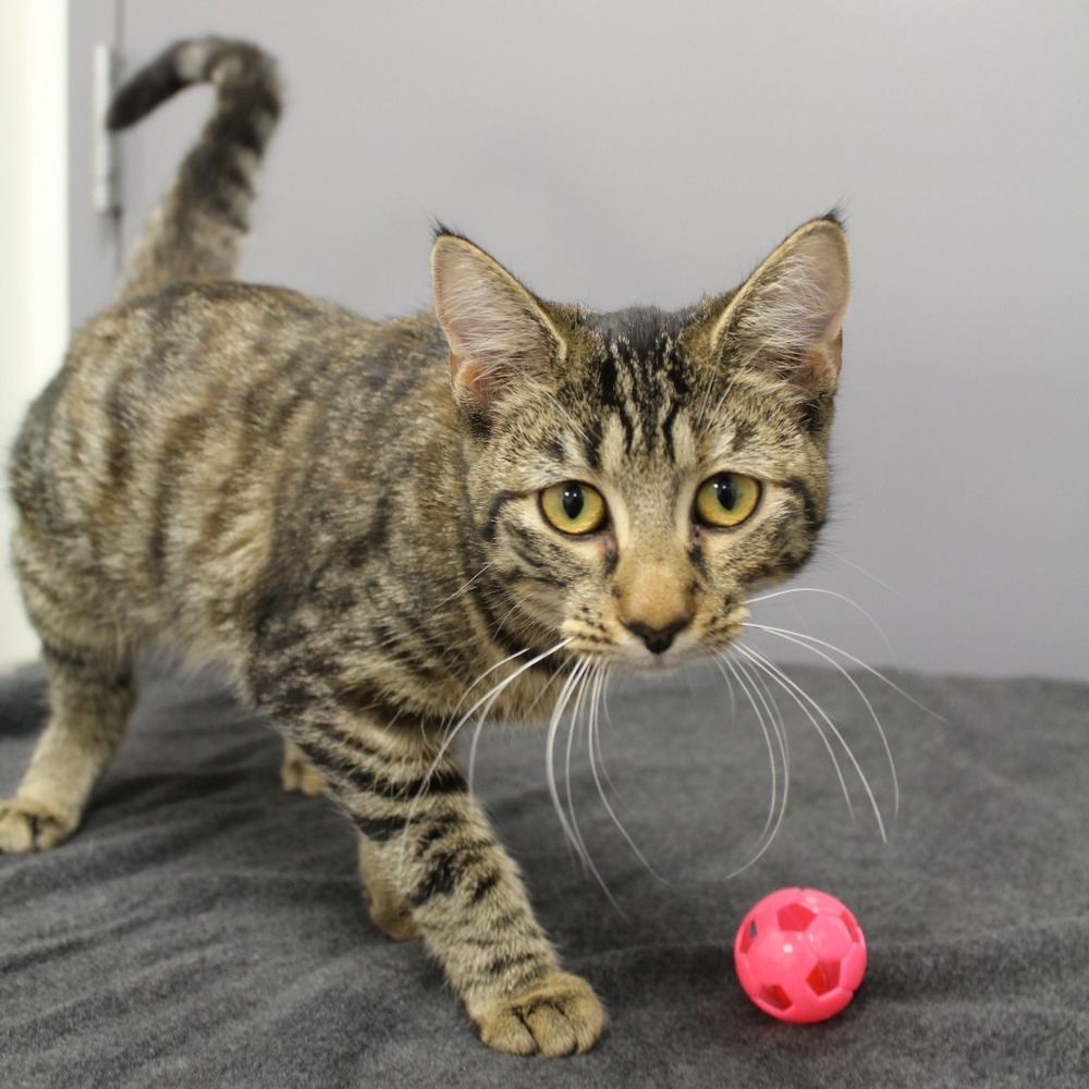 Selkie, an adoptable Domestic Short Hair in McPherson, KS, 67460 | Photo Image 1