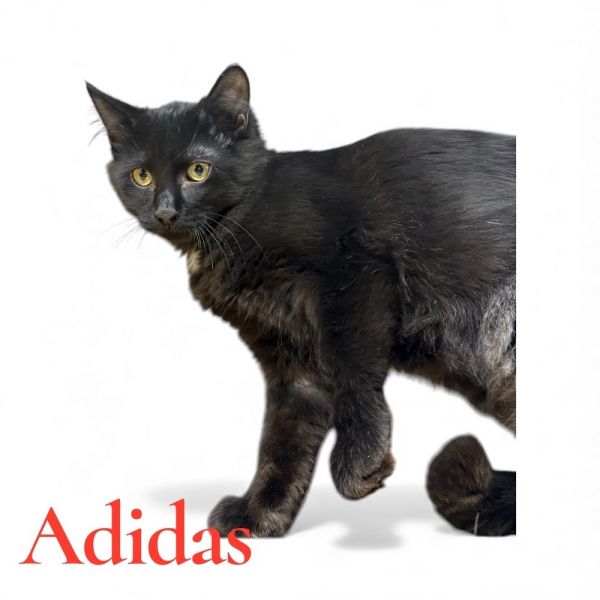 Adidas thumbnail 3