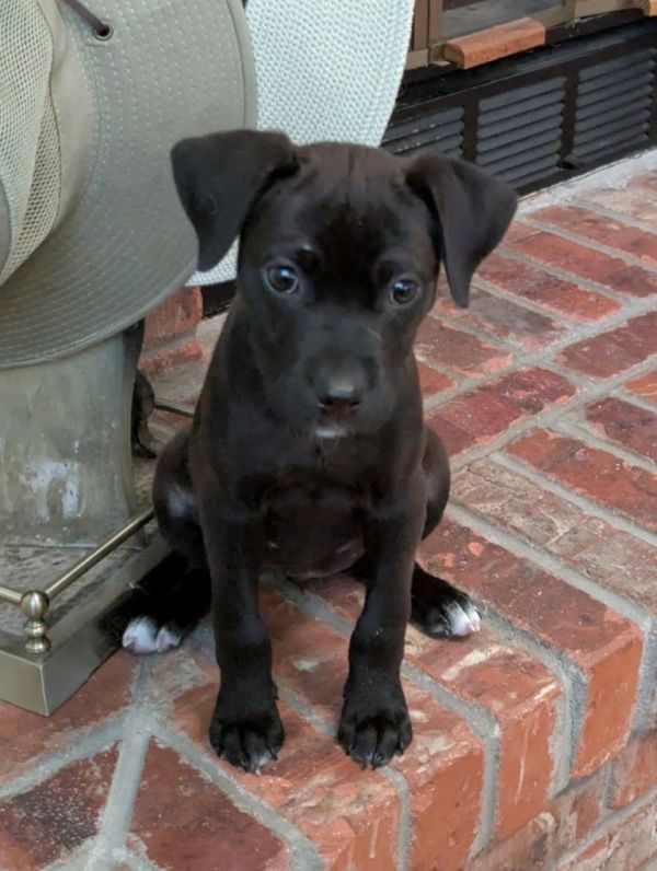 Sunday Rose thumbnail 2