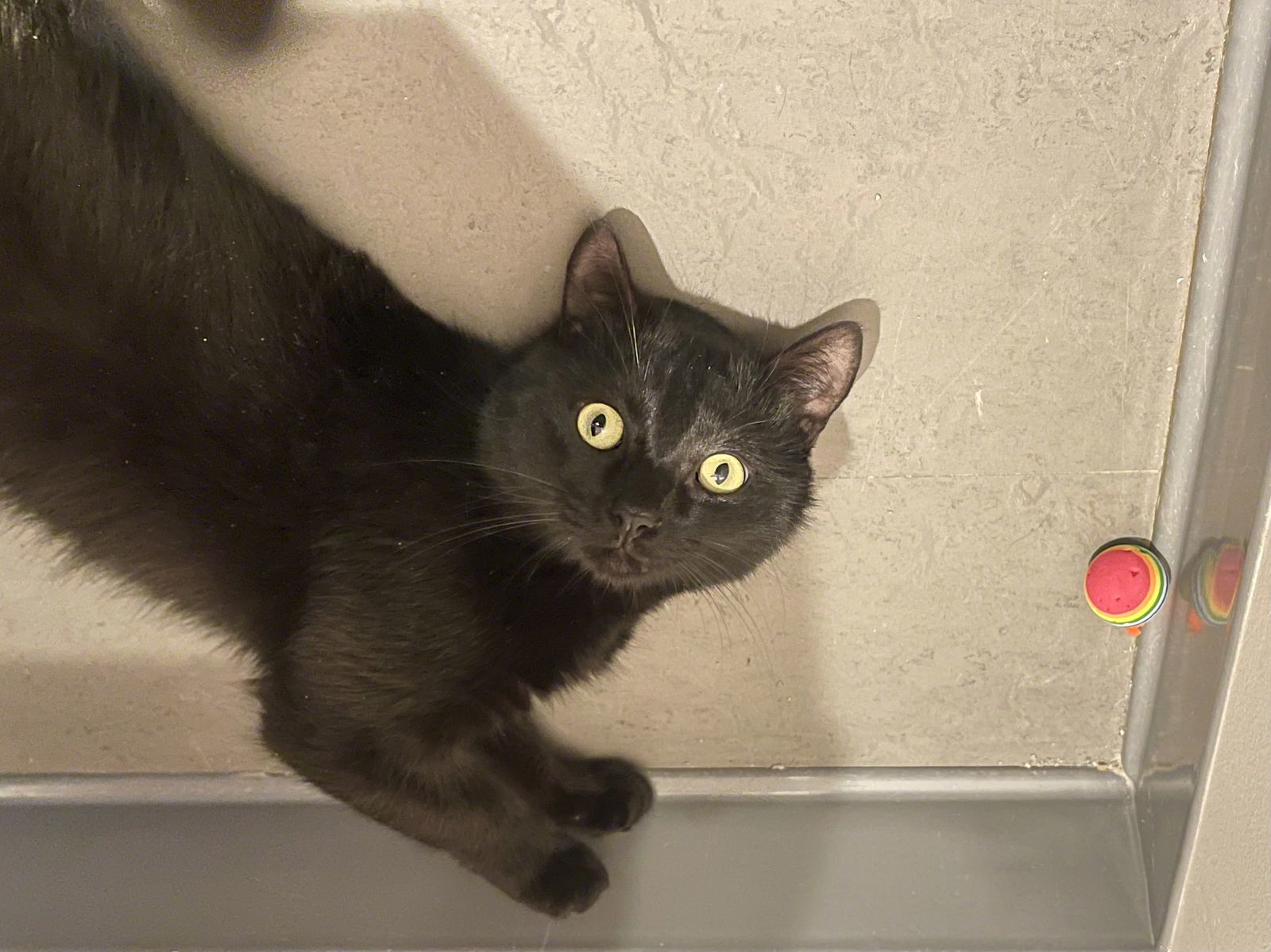 Morgan (Bonded with Momoa)