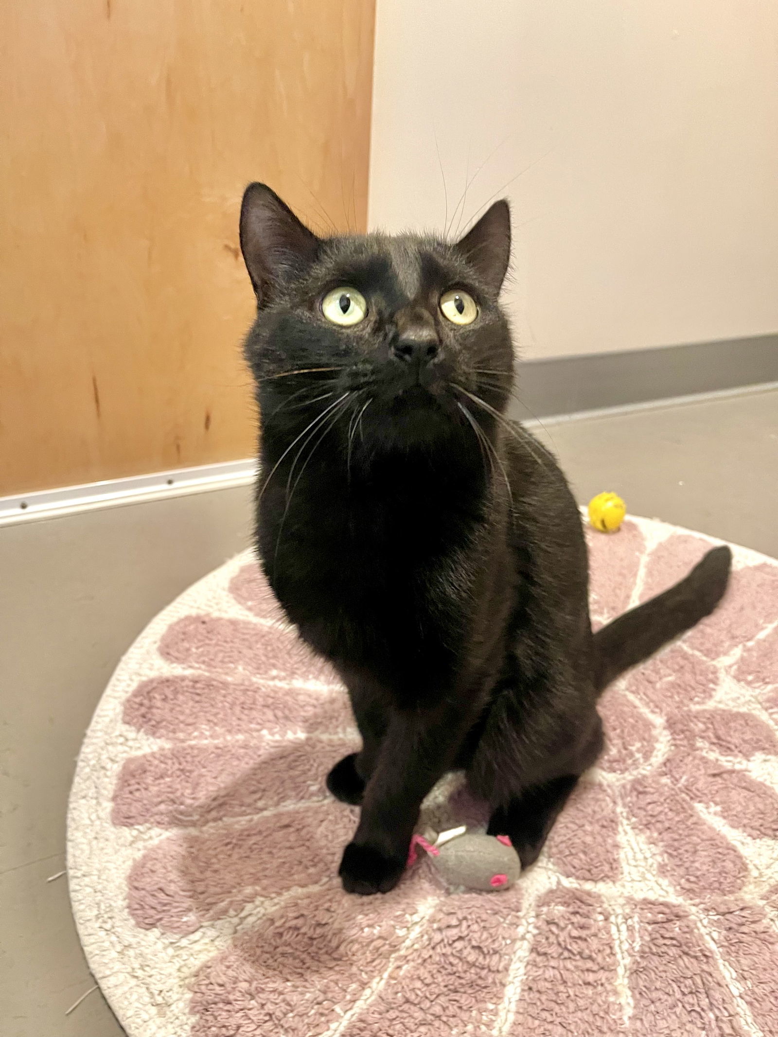 Morgan (Bonded with Momoa)