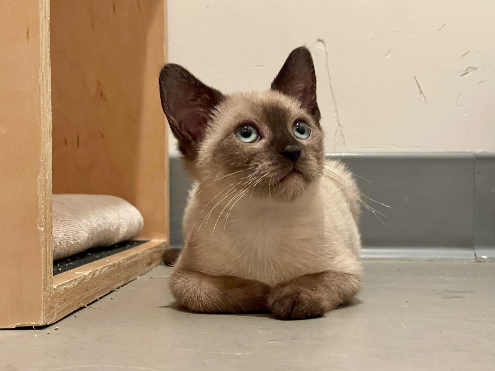 Rain (Bonded with River)