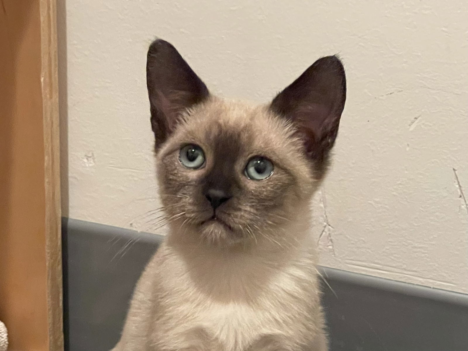 Rain (Bonded with River)