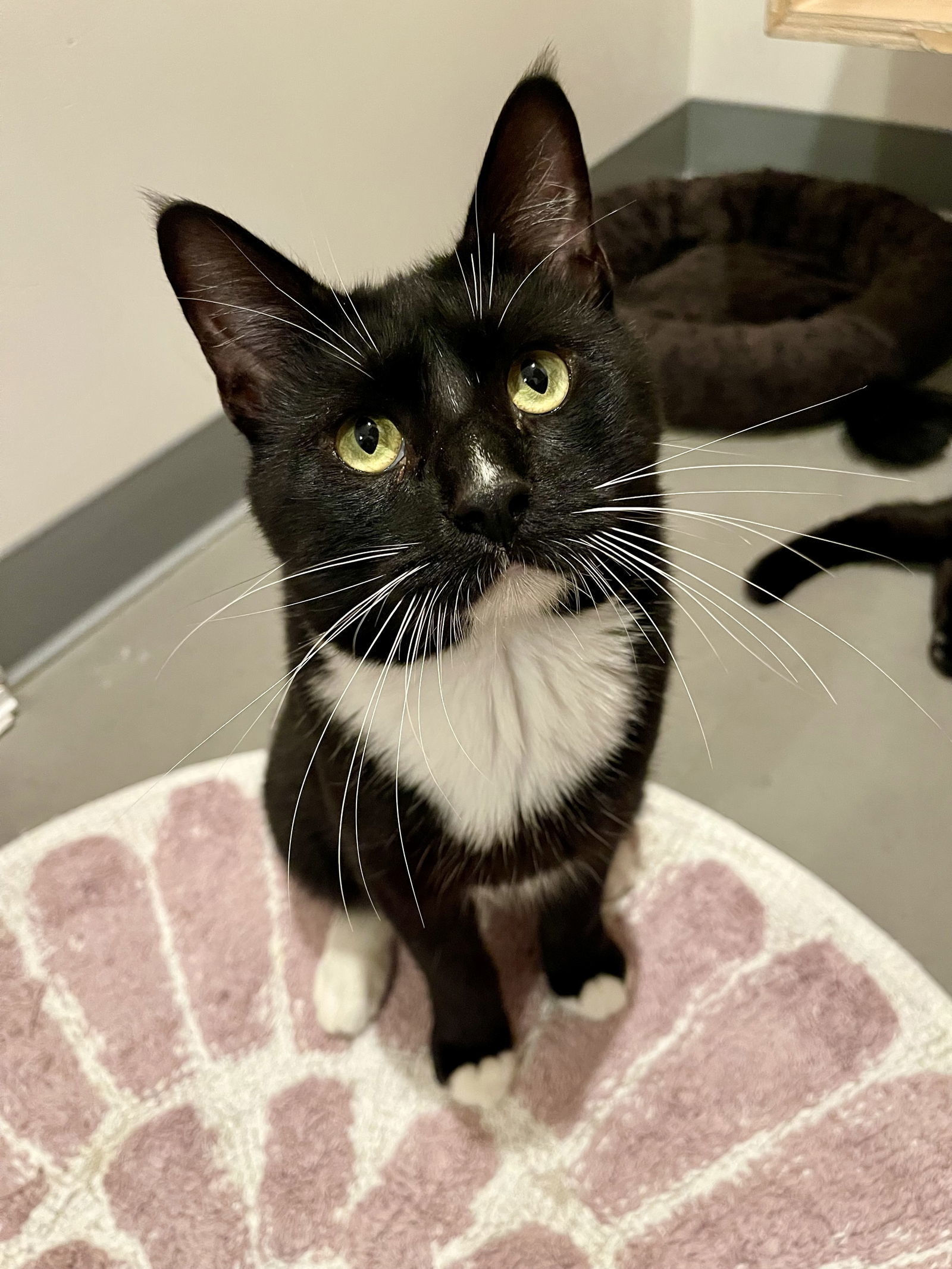 Momoa (Bonded with Morgan)